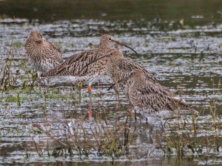 Bird Gallery 2019