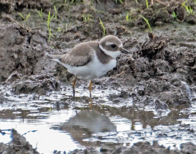 Bird Gallery 2019