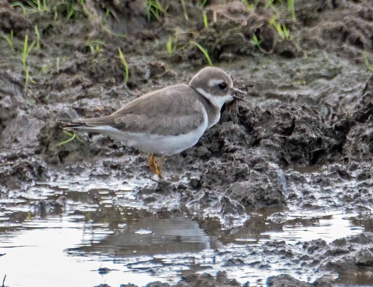 Bird Gallery 2019