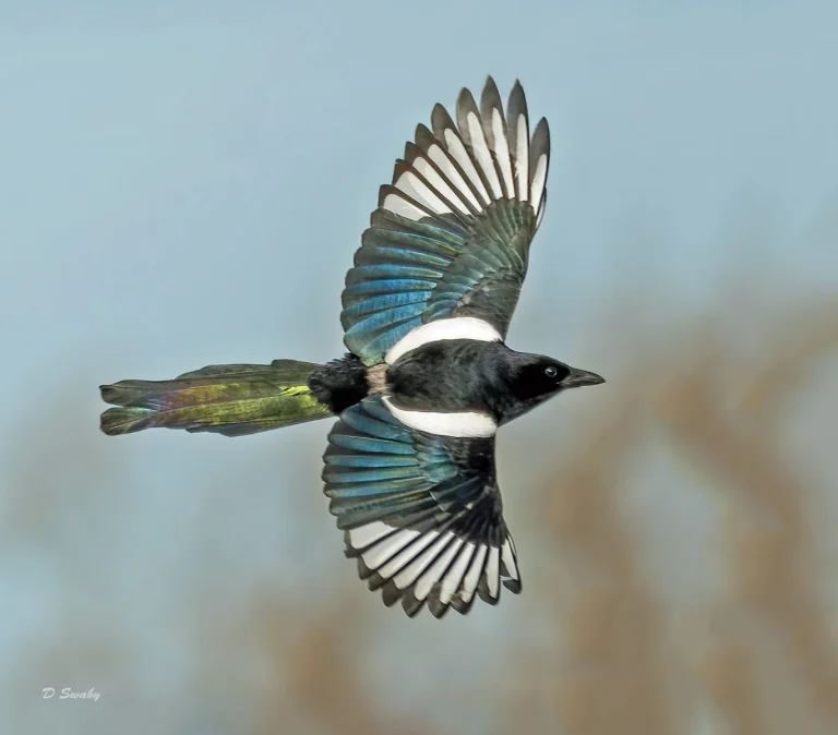 Bird Gallery 2020