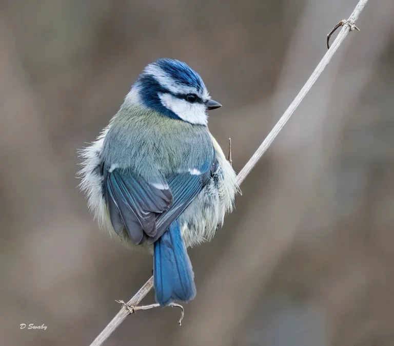 Bird Gallery 2021
