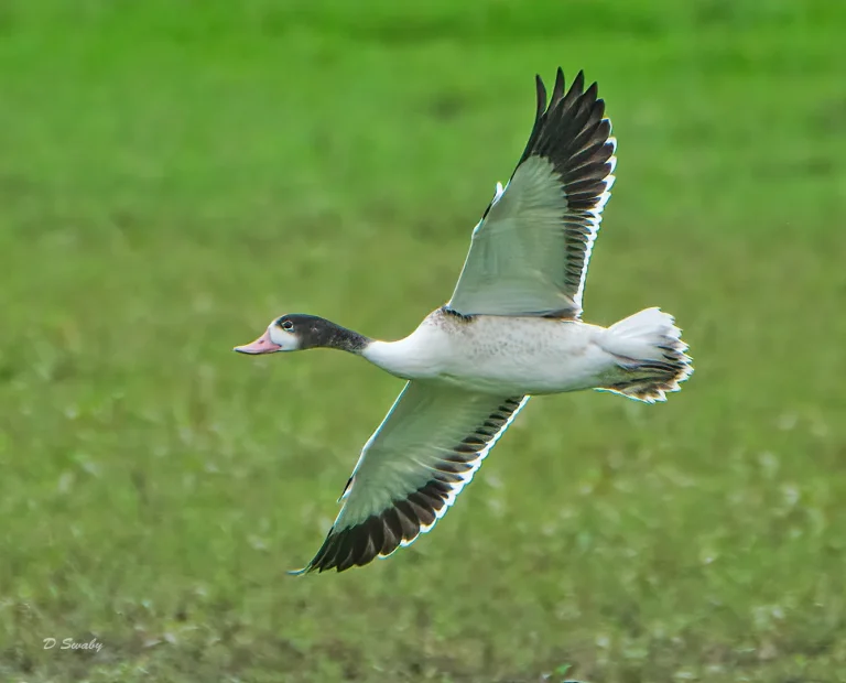 Bird Gallery 2020