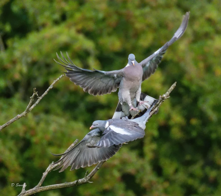 Bird Gallery 2020