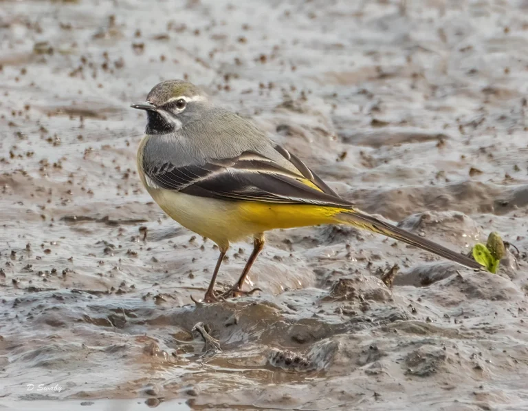 Bird Gallery 2021