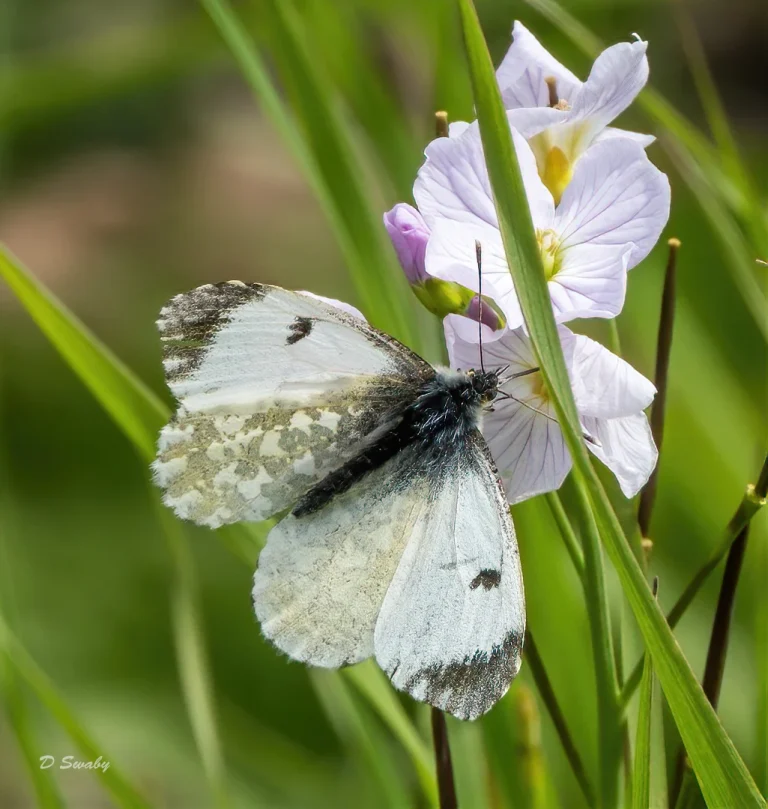 Insects