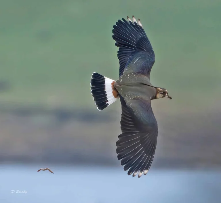 Bird Gallery 2020