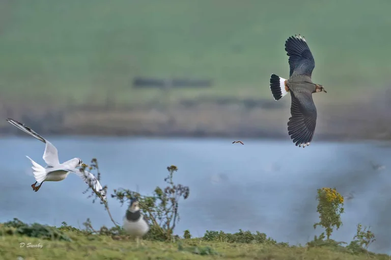Bird Gallery 2020