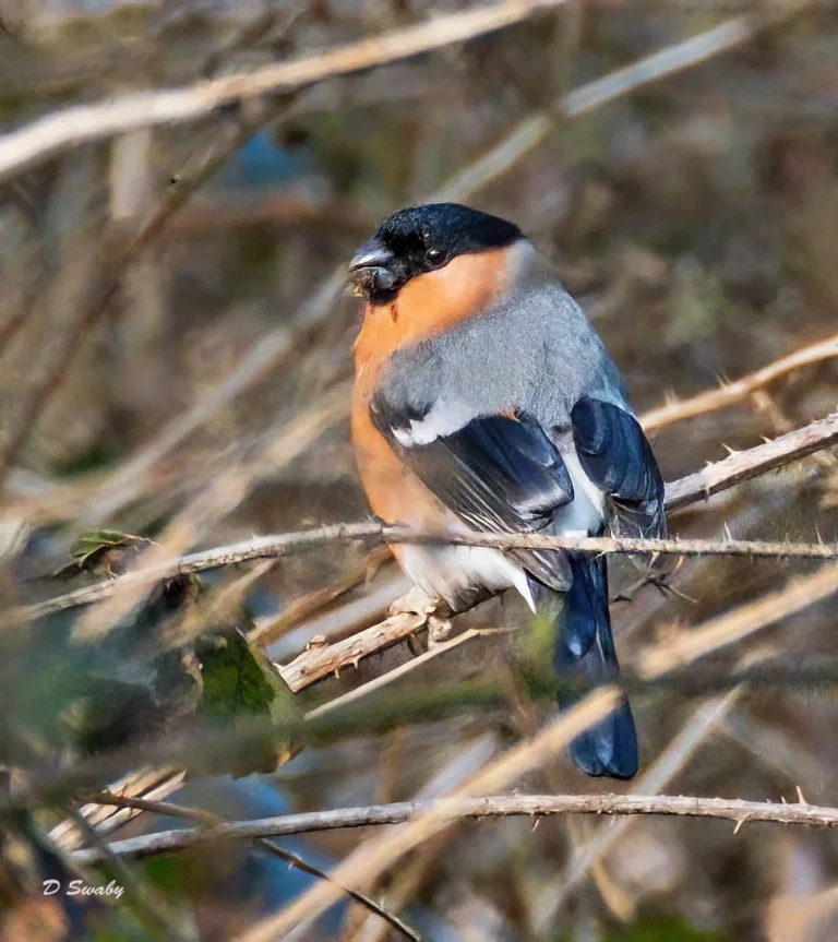 Bird Gallery 2021