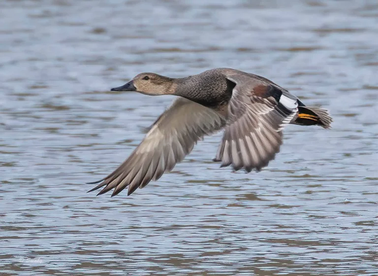 Bird Gallery 2020