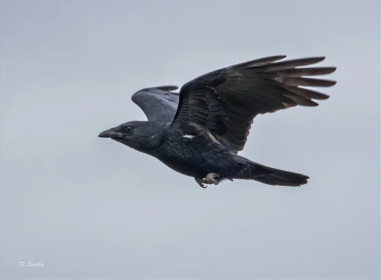Bird Gallery 2020