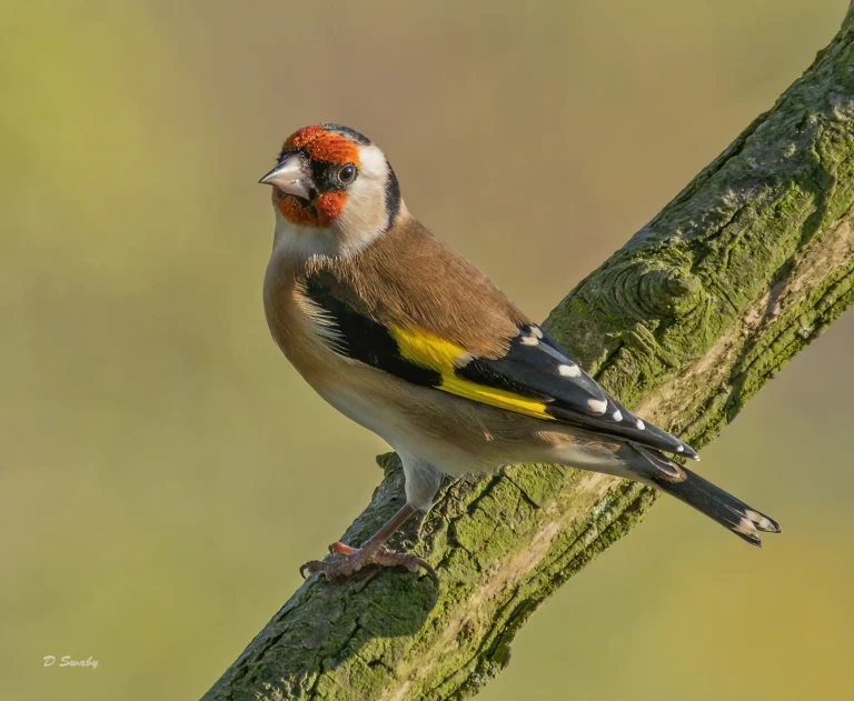 Bird Gallery 2020