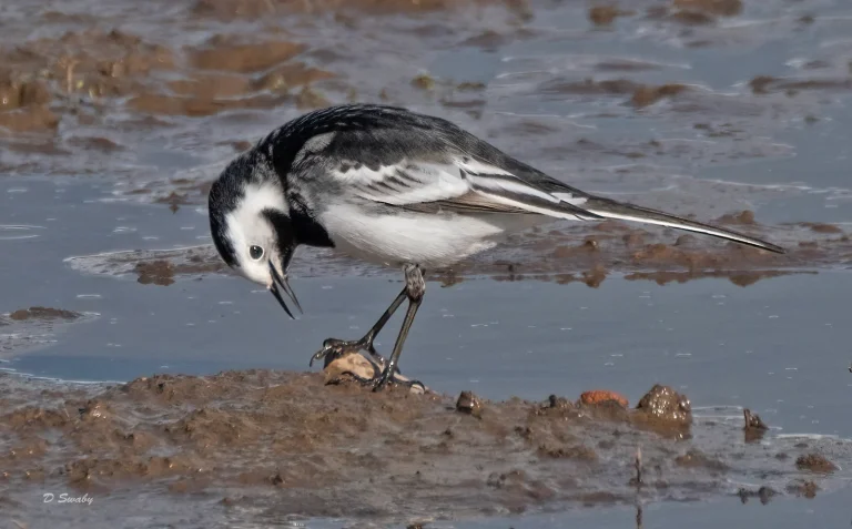 Bird Gallery 2021