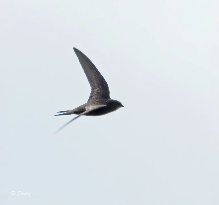 Bird Gallery 2021