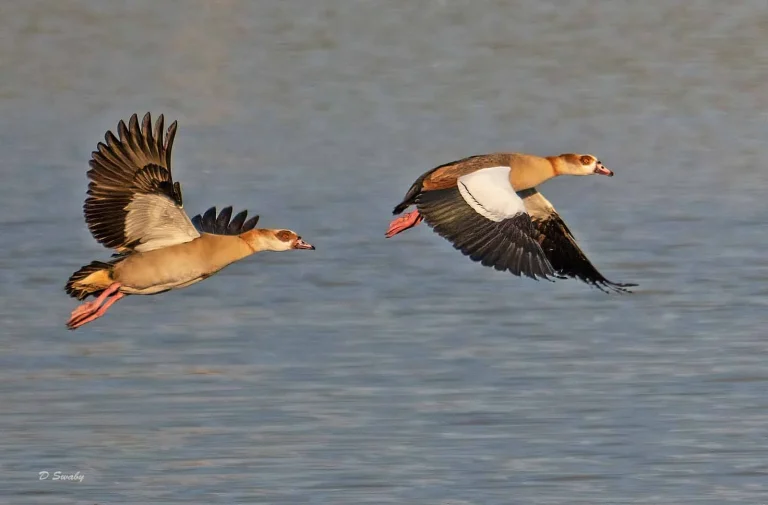 Bird Gallery 2019