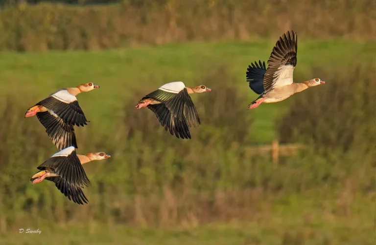 Bird Gallery 2019
