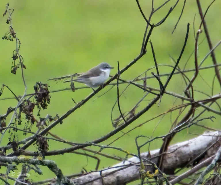 Bird Gallery 2019