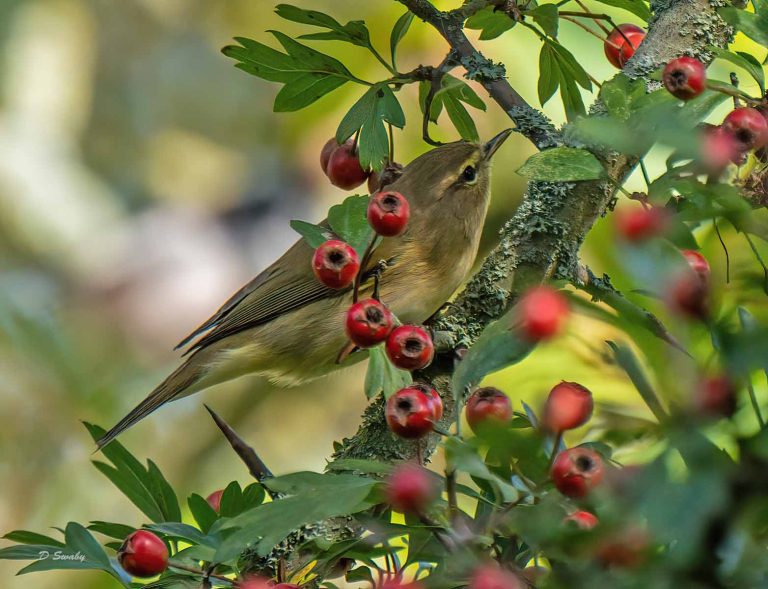 Bird Gallery 2019