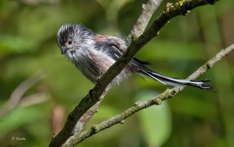 Bird Gallery 2019