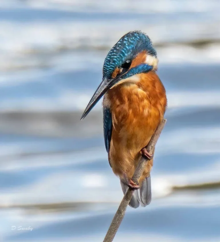 Bird Gallery 2019