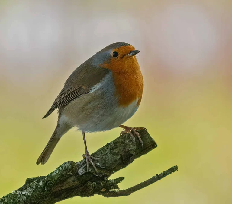 Bird Gallery 2019