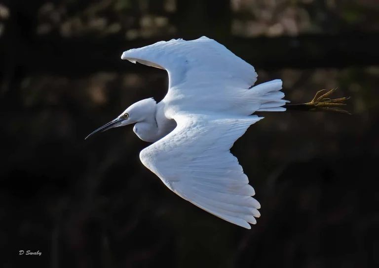 Bird Gallery 2020