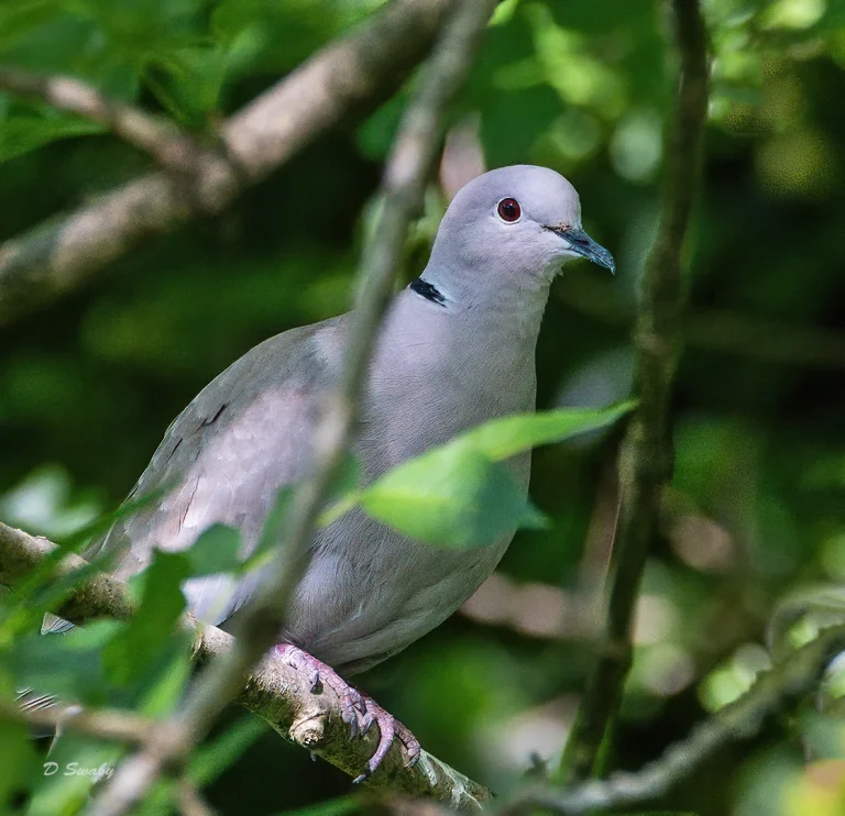 Bird Gallery 2020