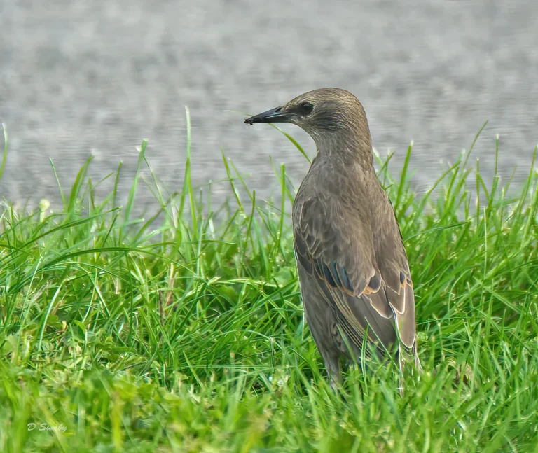 Bird Gallery 2020