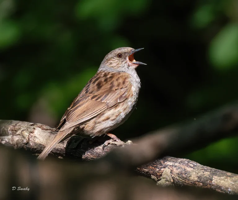 Bird Gallery 2020