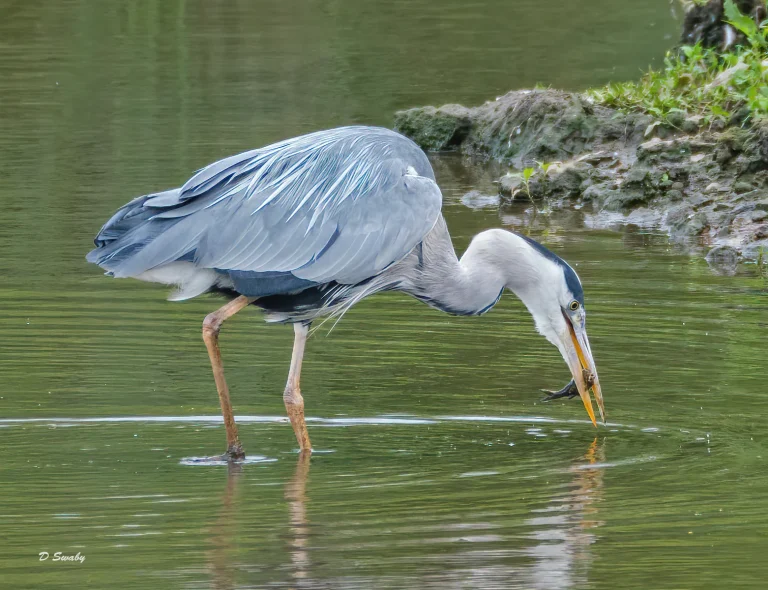 Bird Gallery 2020