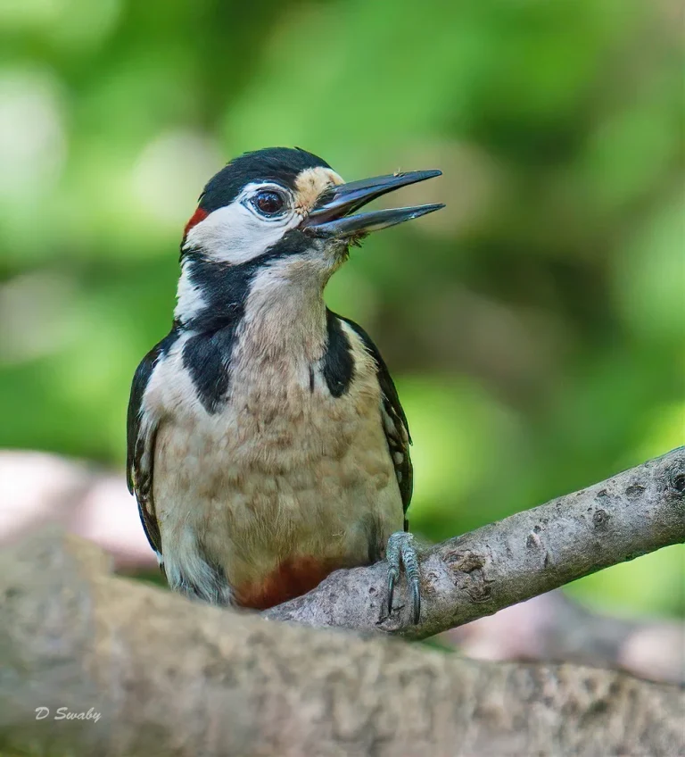 Bird Gallery 2020