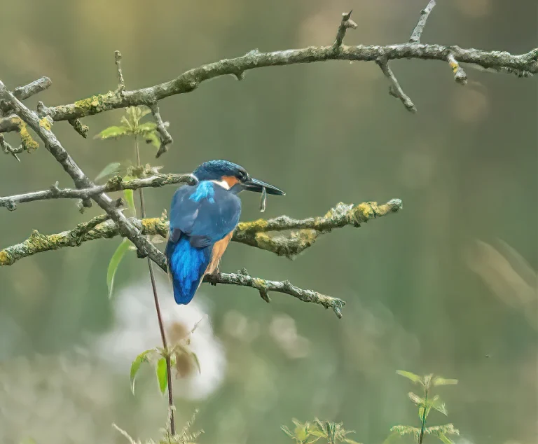 Bird Gallery 2019