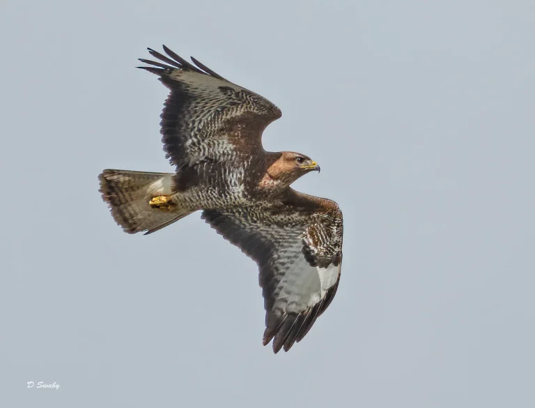 Bird Gallery 2020