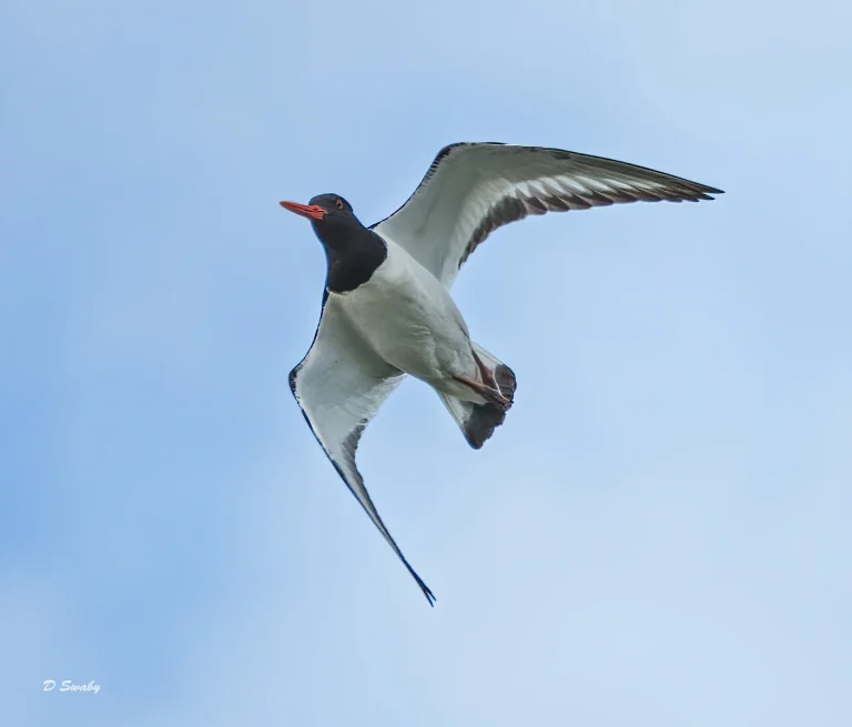 Bird Gallery 2020