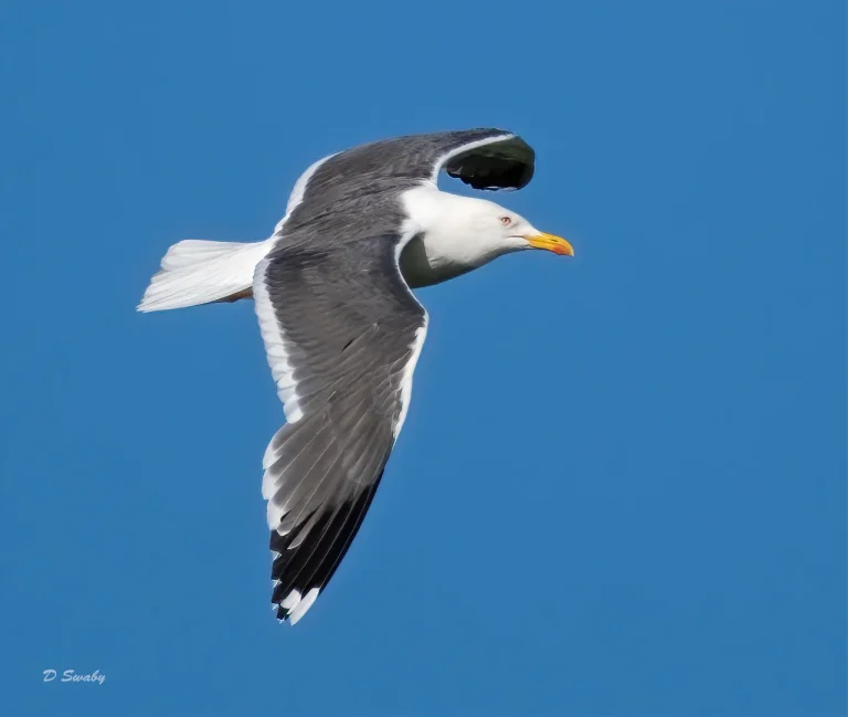 Bird Gallery 2020