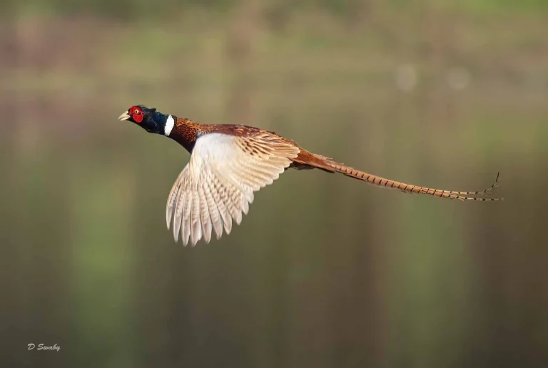 Bird Gallery 2019