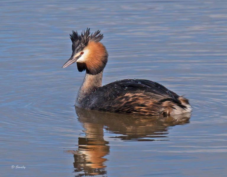 Bird Gallery 2020