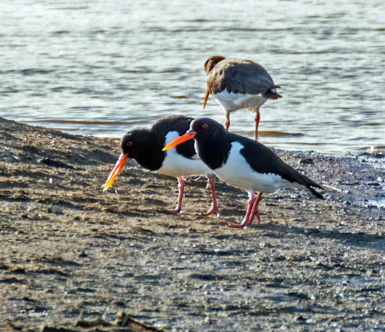 Bird Gallery 2021