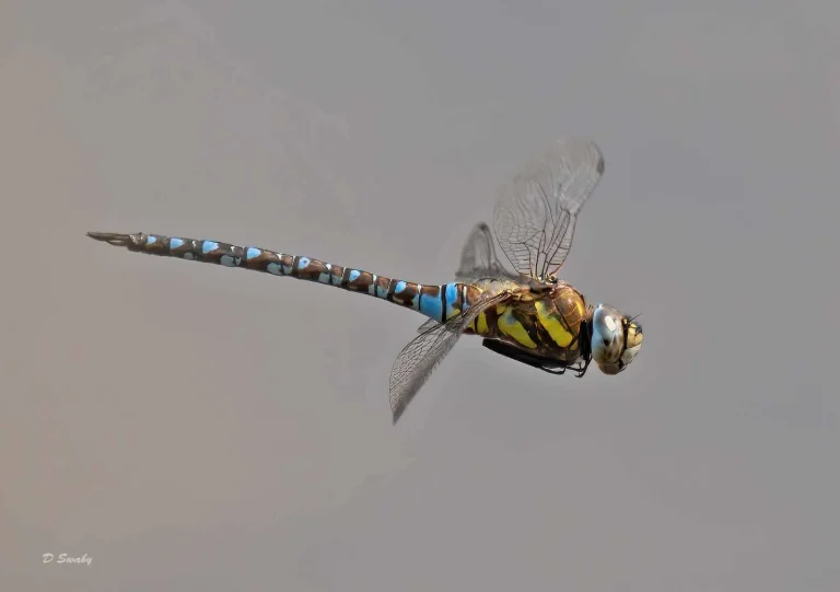 Insects