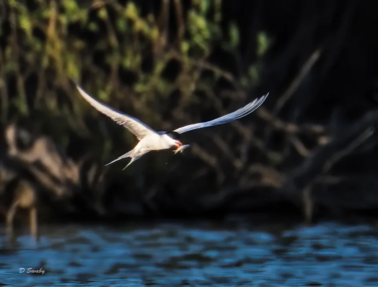 Bird Gallery 2020