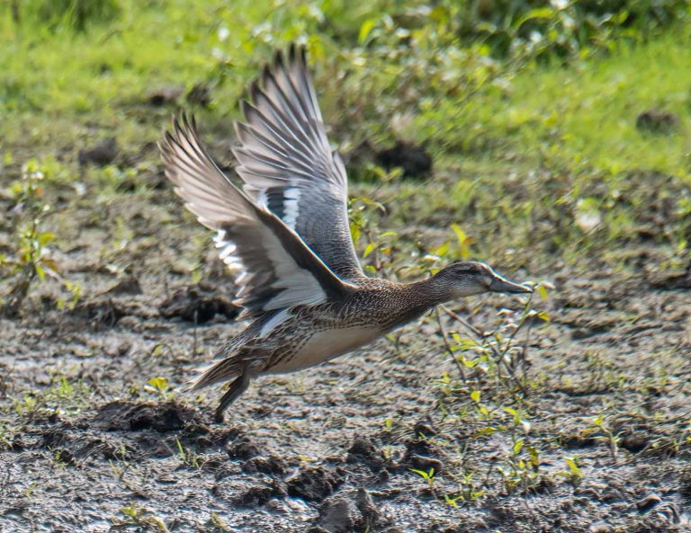 Bird Gallery 2019