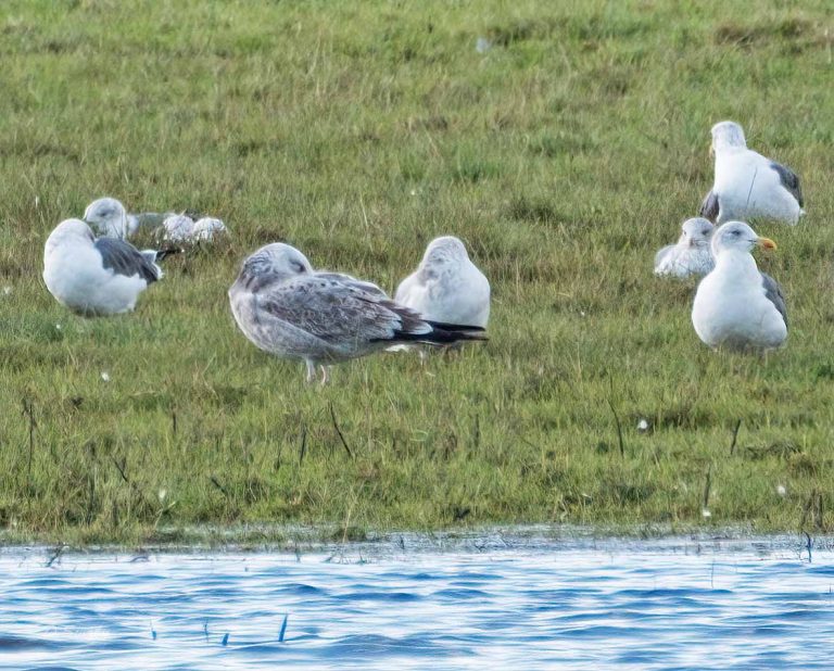 Bird Gallery 2019