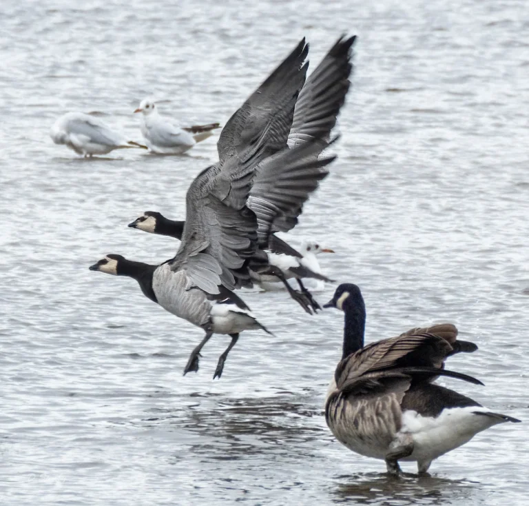 Bird Gallery 2020