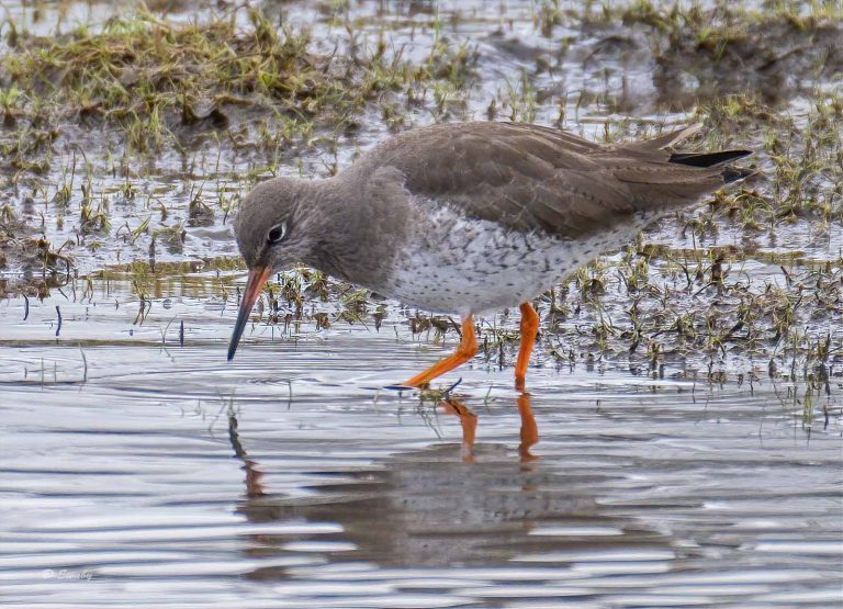 Bird Gallery 2020