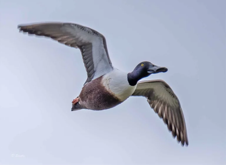 Bird Gallery 2020