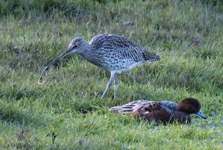 Bird Gallery 2019