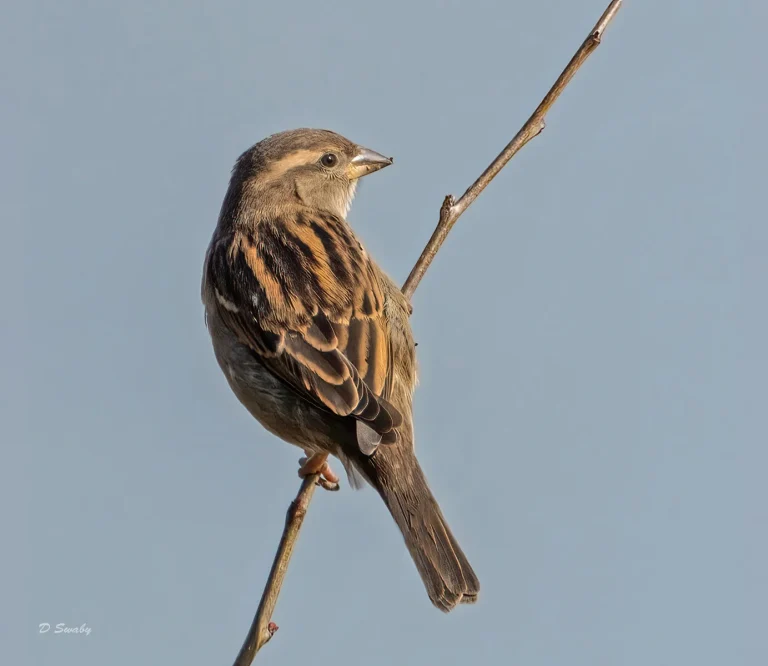 Bird Gallery 2021