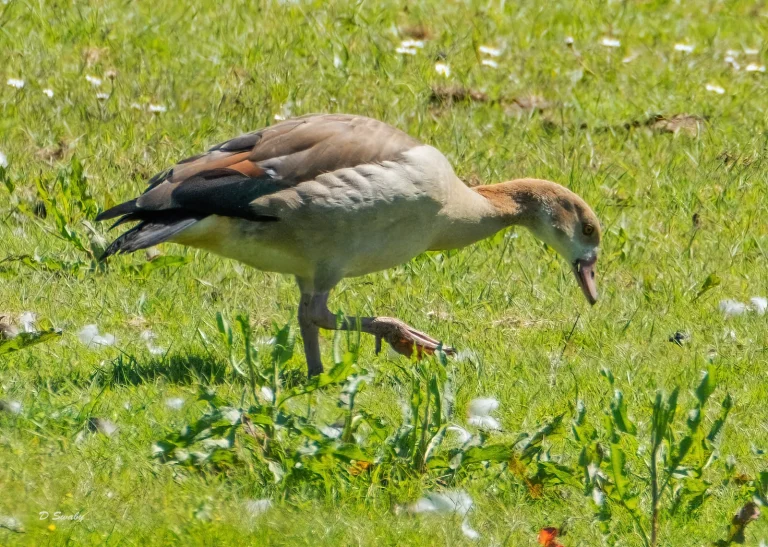 Bird Gallery 2021