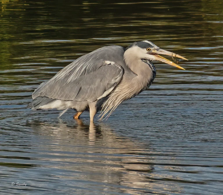 Bird Gallery 2020