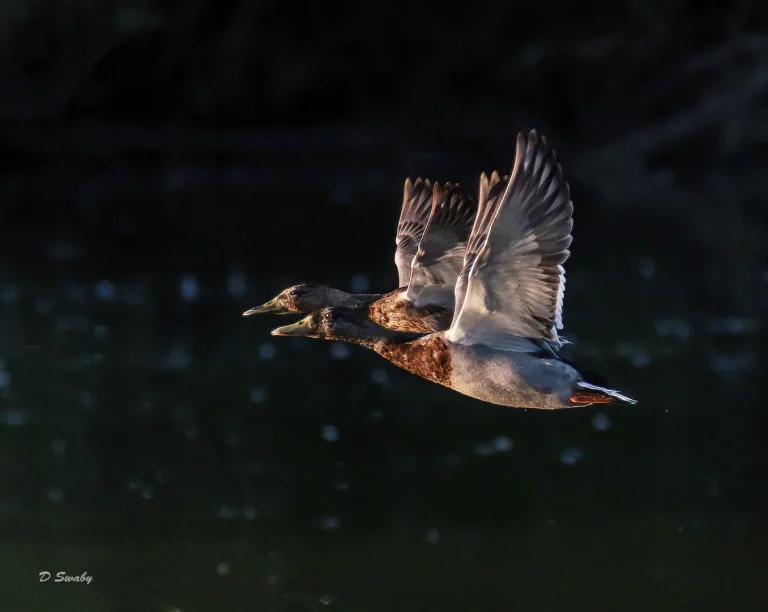 Bird Gallery 2020