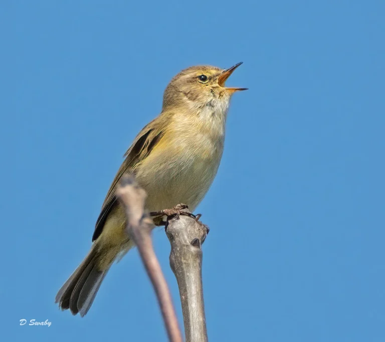 Bird Gallery 2021